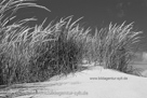 www.bildagentur-sylt.de