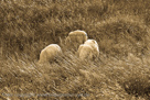 www.bildagentur-sylt.de